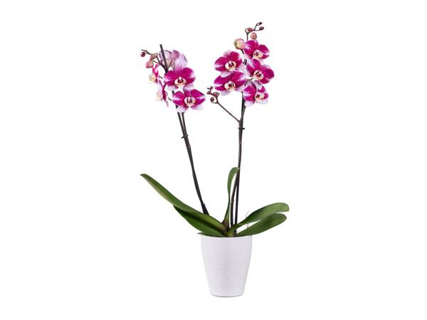 Twin Stem Orchid In Ceramic