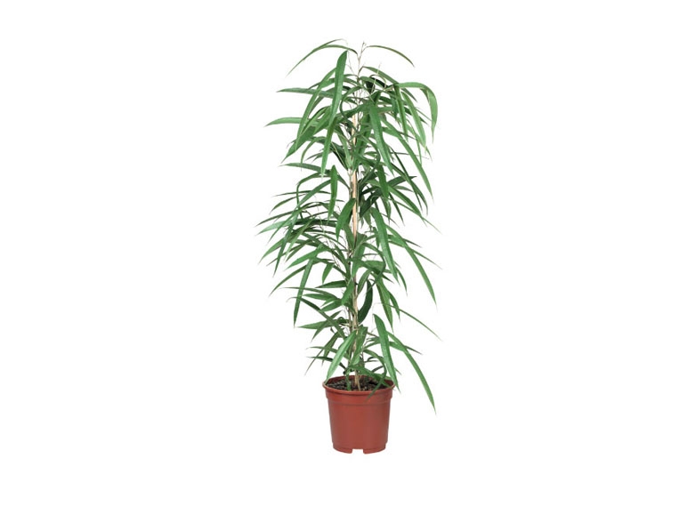 Large Green Houseplants