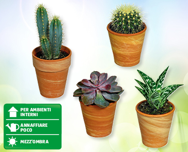 Cactus e piante grasse con coprivaso di terracotta