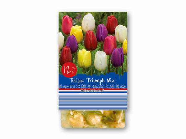 Forårsblomsterløg