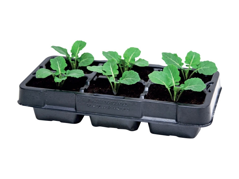 British Vegetable Plants