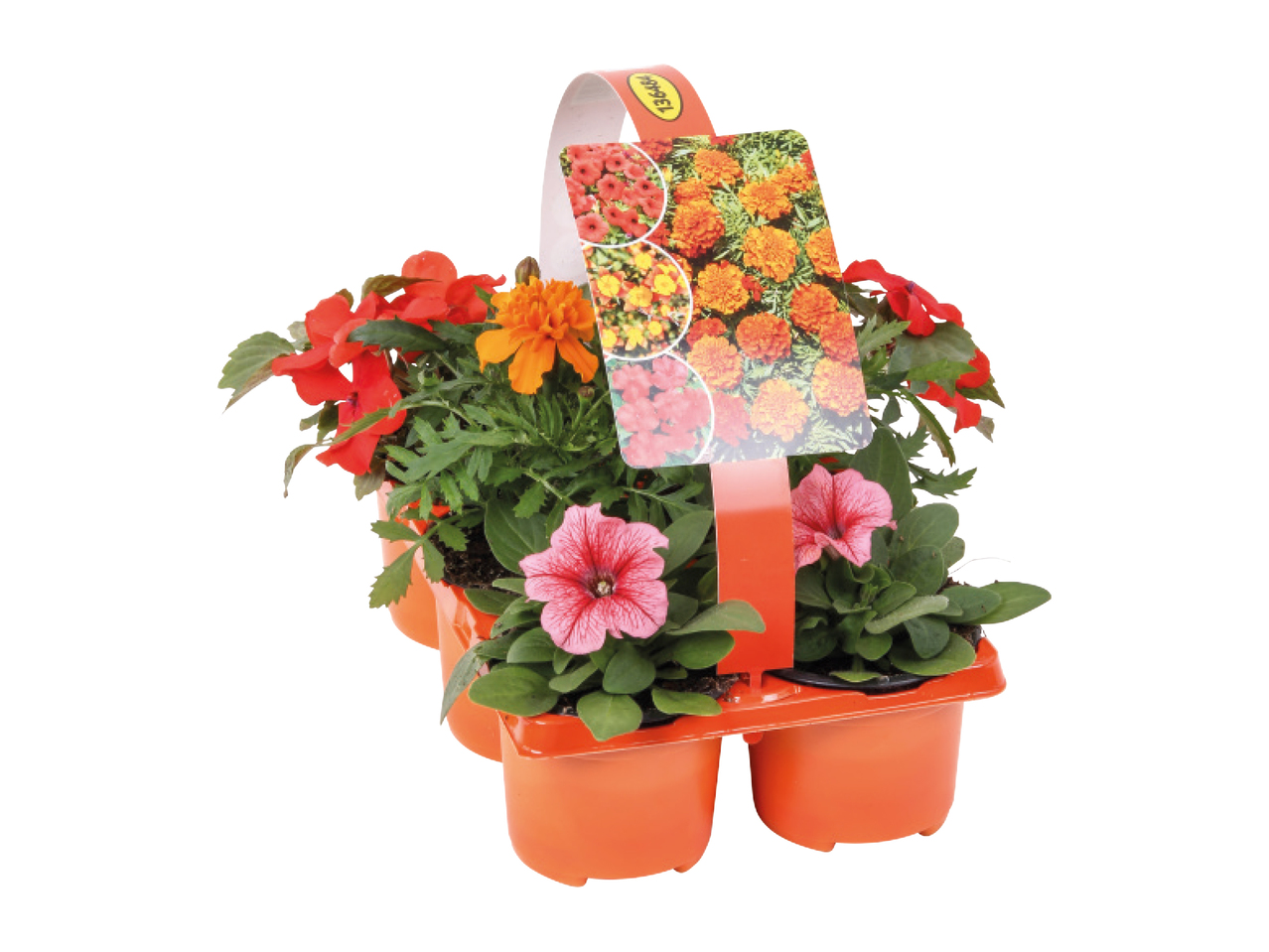 Colour Changing Bedding Plants1