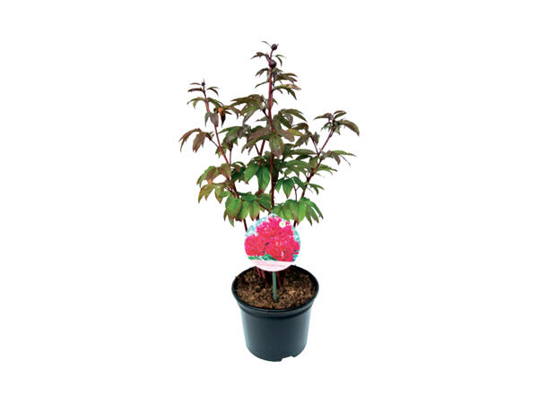 Photinia Red Robin