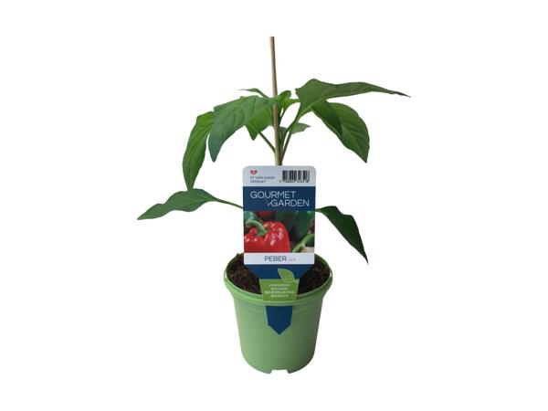 Agurke-, tomat- eller peberplante