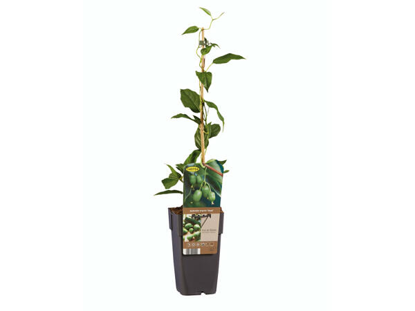 Plant de kiwi
