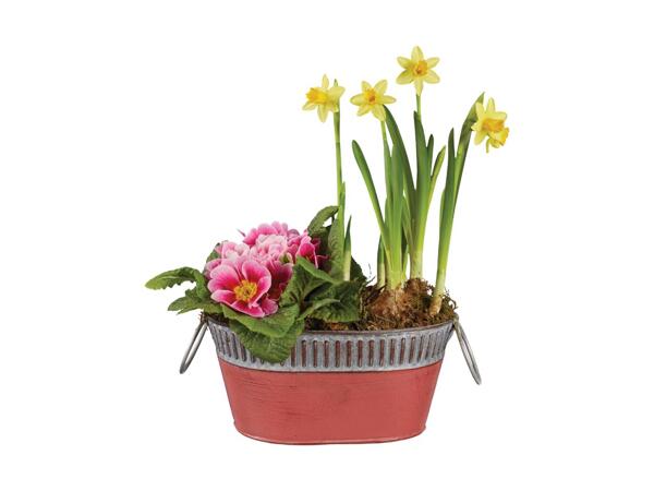 Spring Colour Planter
