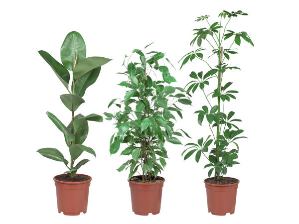 Green Plants