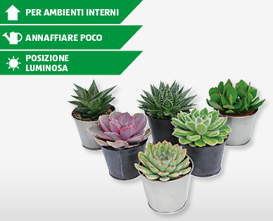 Piante grasse in coprivaso di zinco
