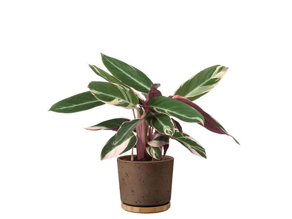 Assortiment de calatheas