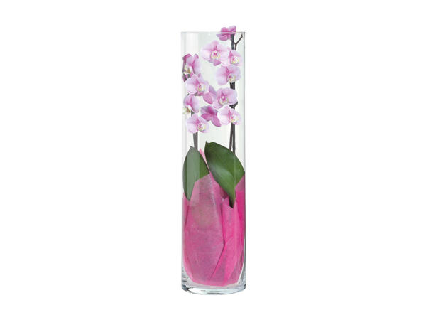 Phalaenopsis, 2 stems