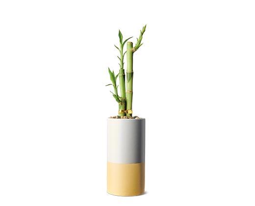 2.5" Lucky Bamboo