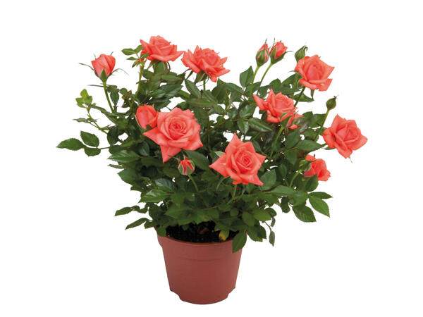Rosier en pot