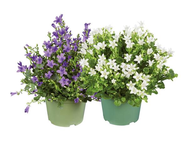 Bell-Flower