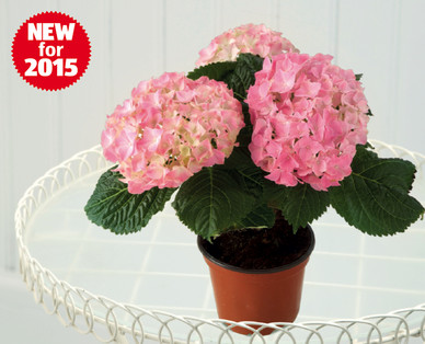 Mini Hydrangea