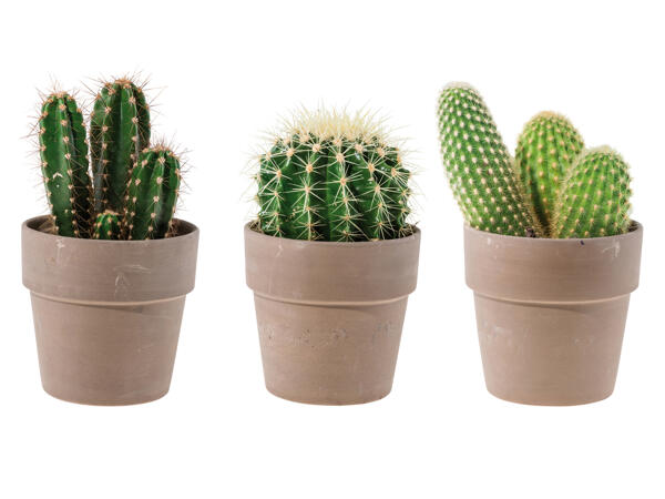 Cactus