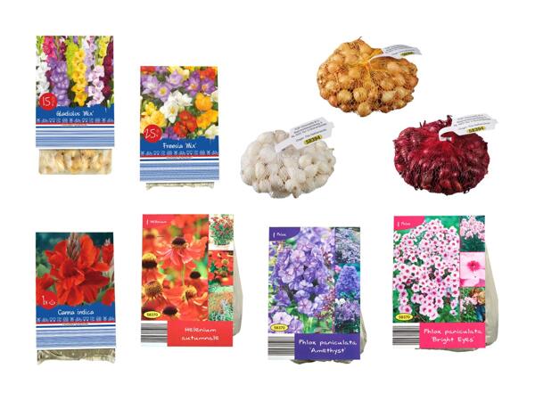 Sætteløg, vinterhårdføre stauder eller blomsterløg
