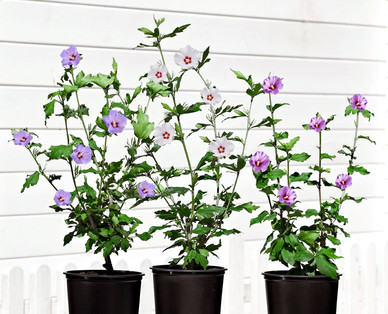 Gartenhibiskus