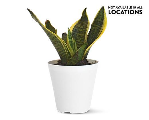 4" Foliage Assorted Varieties