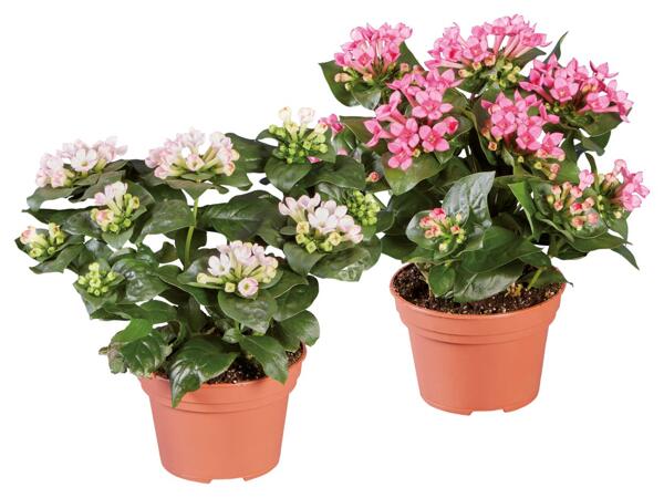 Bouvardia
