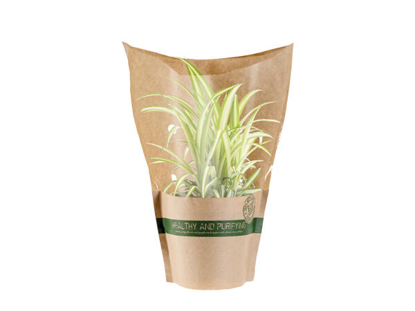 Air Purifying Plants