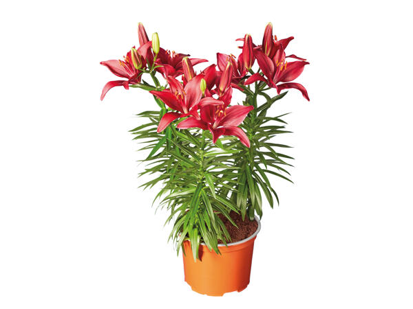 Asiatic Lilies