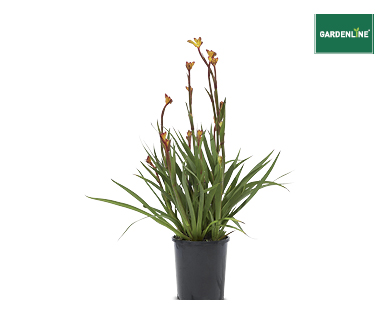 KANGAROO PAW 140MM
