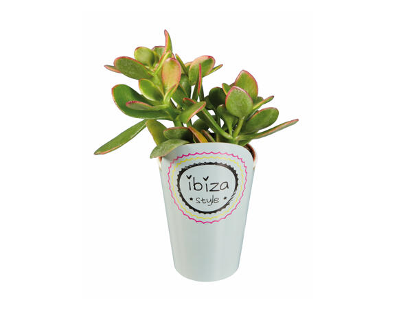 Ibiza Succulents and Cacti