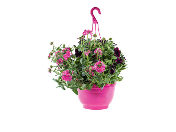 Plantes à suspendre