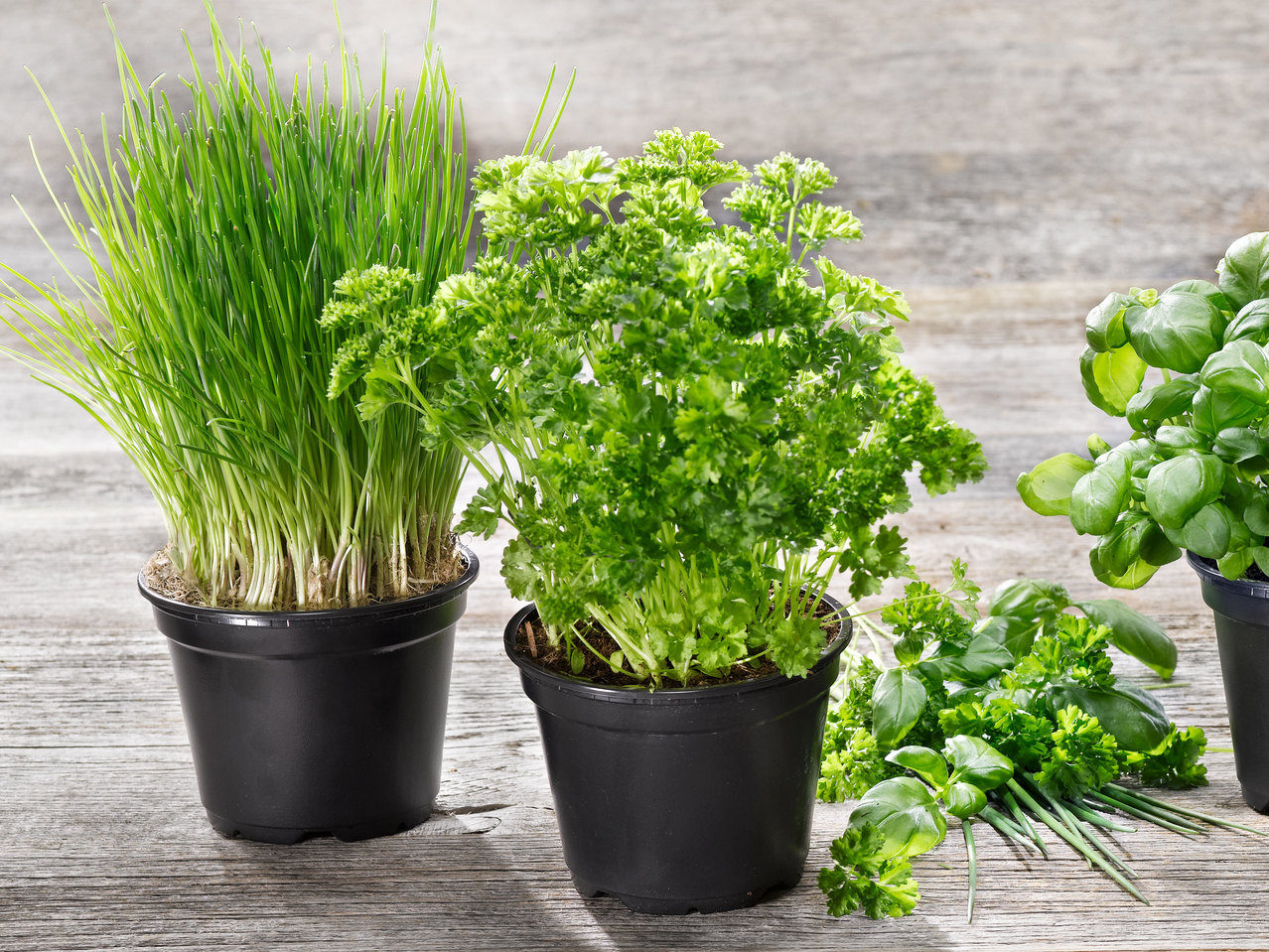 Gartenkräuter