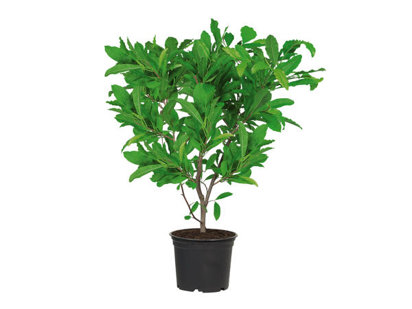 Magnolia