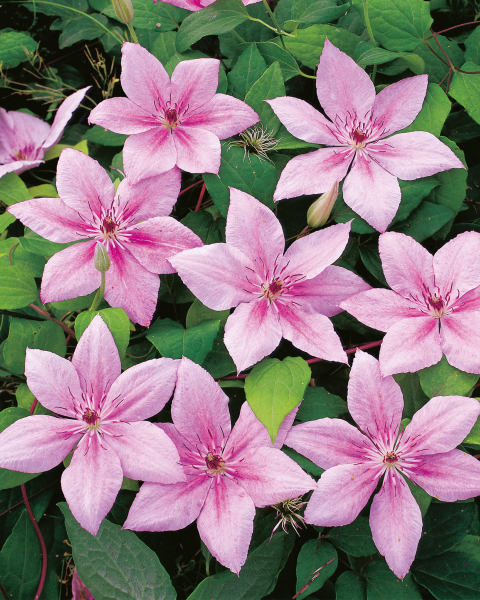 Hybrid Clematis