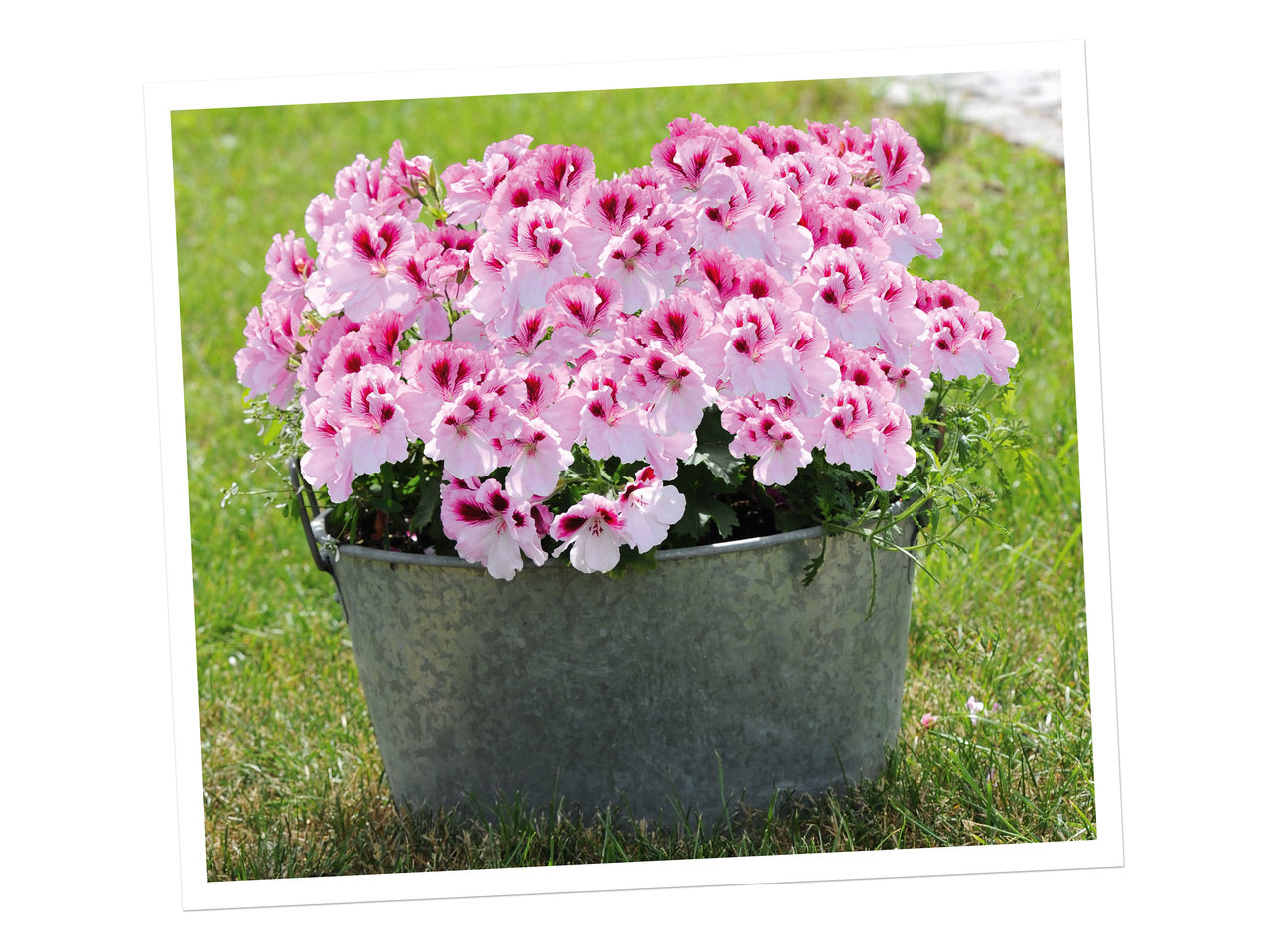 Pelargonium grandiflorum