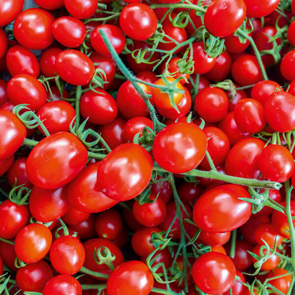 Cherry-Pflaumen-Rispentomaten