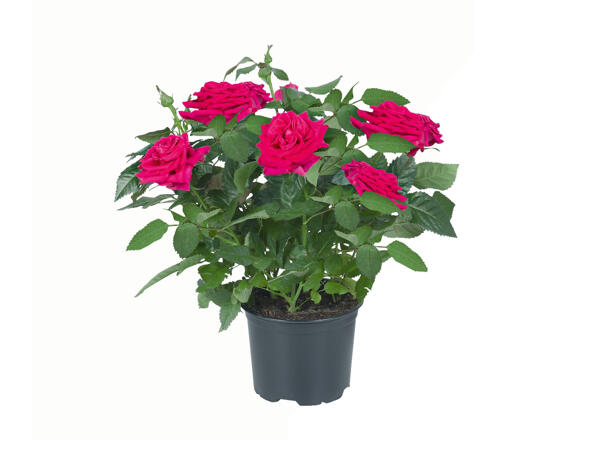 Mini Rose