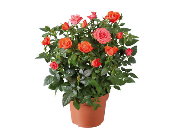 Topfrose
