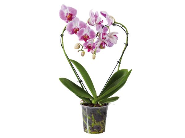 Phalaenopsis