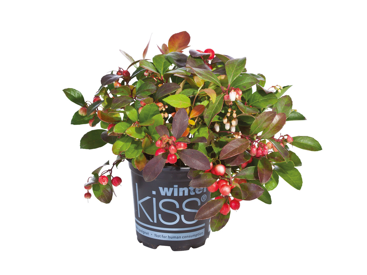 Gaultheria1