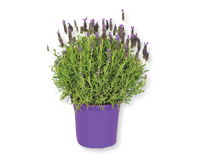 Lavanda