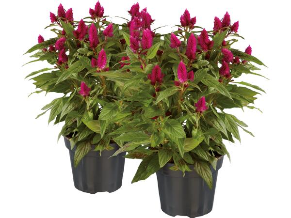 Celosia caracas, plymört
