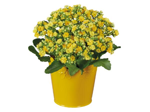 Flowering Plants