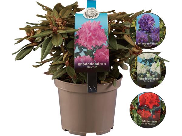 Rhododendron