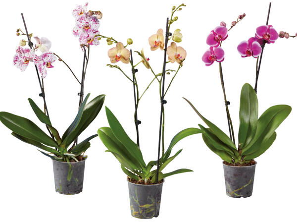 Orchidee 2 Trieber