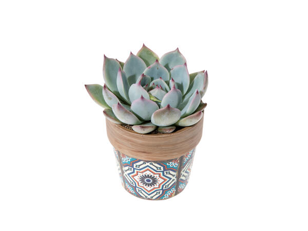 Succulent in Ceramic