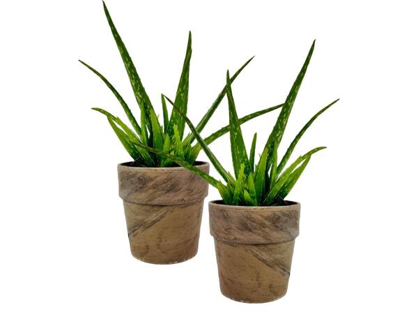Aloe vera