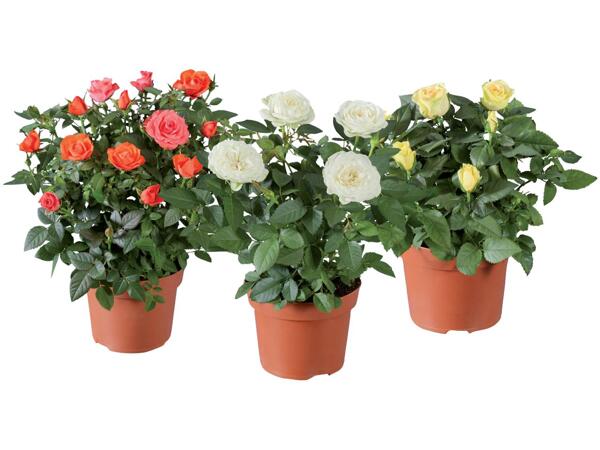Roses