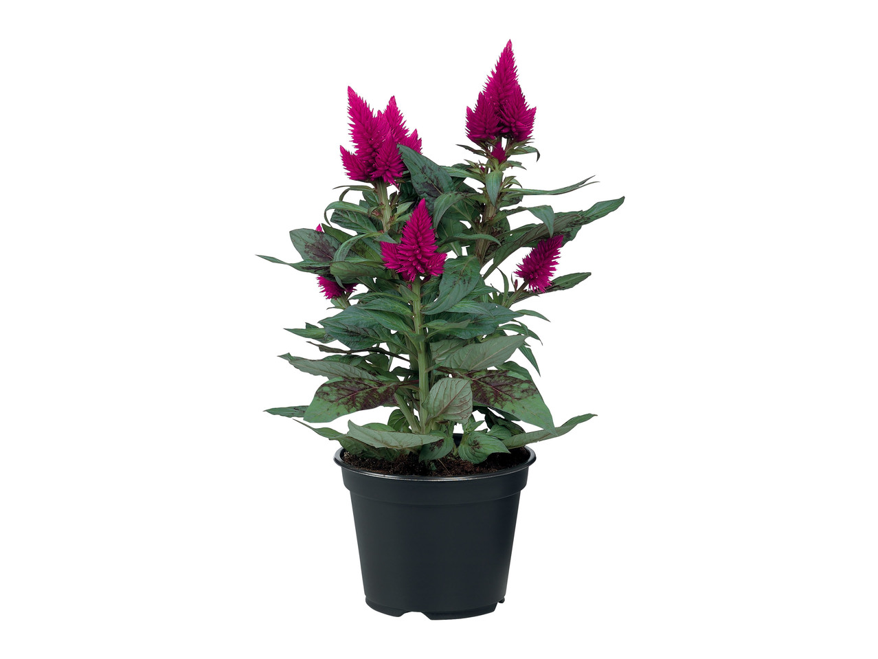 CELOSIA CARACAS
