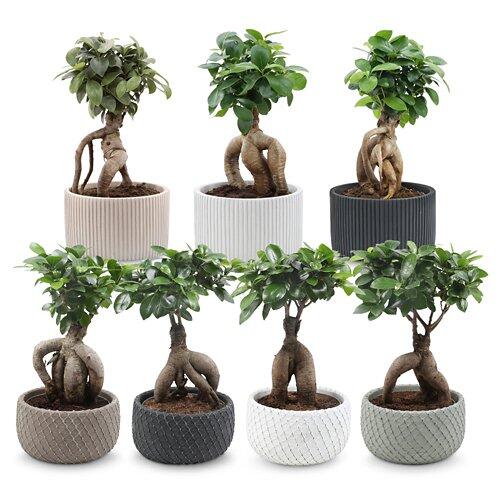 Bonsai in Schale
