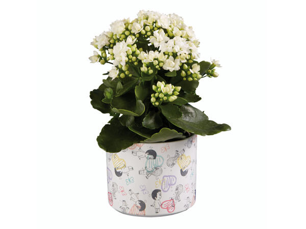 Blumenmix in Keramiktopf