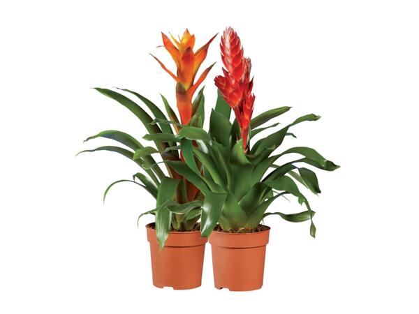Vriesea or guzmania