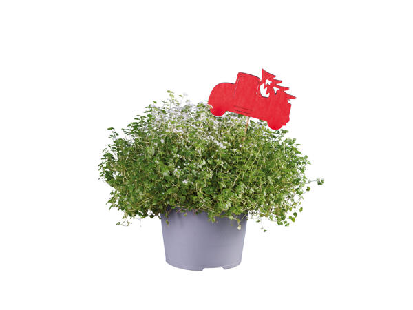 Helxine en pot avec décoration de Noël